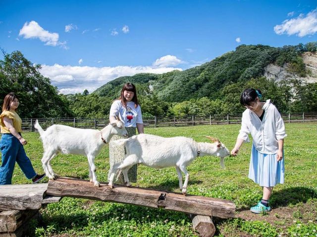 ヤギとさん触れ合い_秩父ふるさと村