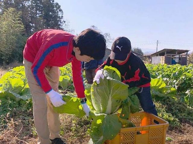 大きな白菜収獲 おっきりこみ作り体験に使うよ_秩父ふるさと村