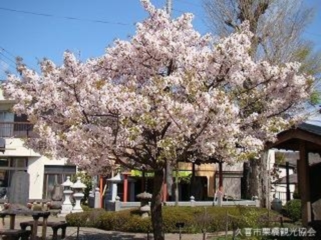 静桜の写真1