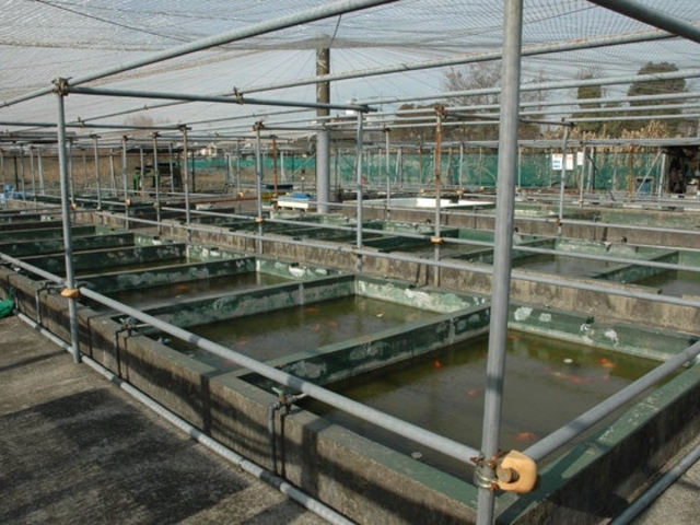 葛飾区金魚展示場