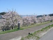 桜づつみ公園の写真1