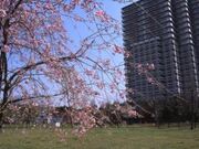 都立尾久の原公園の写真1