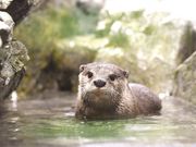新江ノ島水族館の写真2