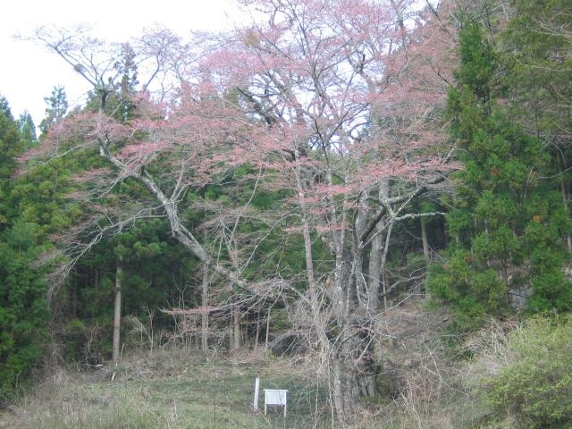 お伊勢様の鐙摺石ザクラの写真1