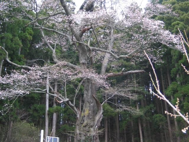 早稲川舘ザクラの写真1