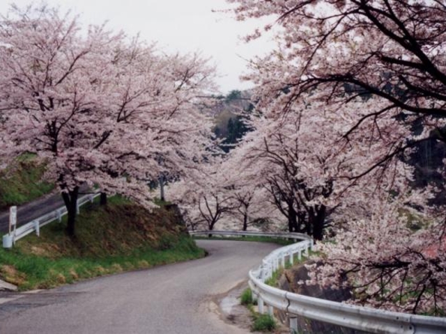 強梨の桜並木の写真1