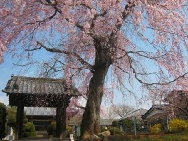 唯信寺の桜_唯信寺