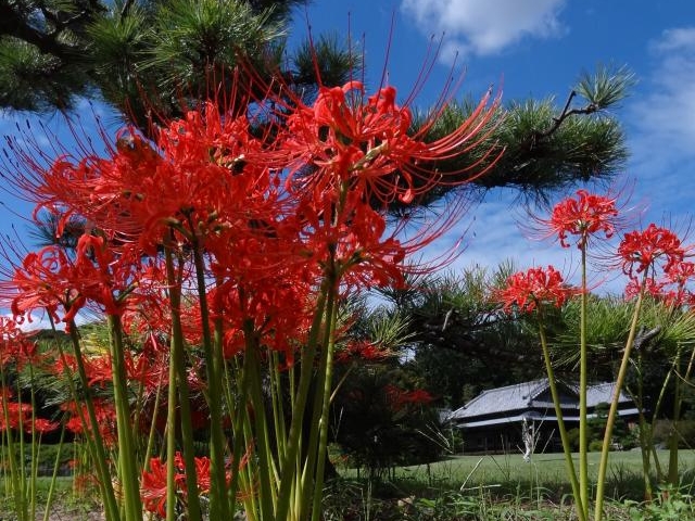 つつじが岡第二公園の彼岸花の写真1