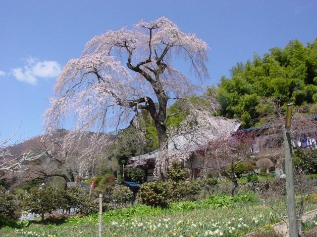 龍松寺のしだれ桜