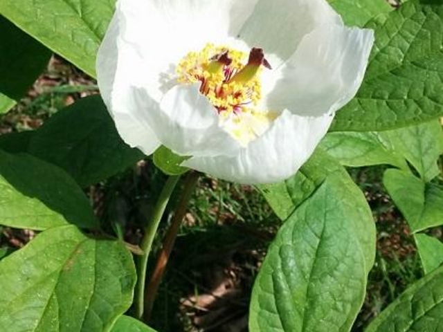 山シャクヤク_山シャクヤク