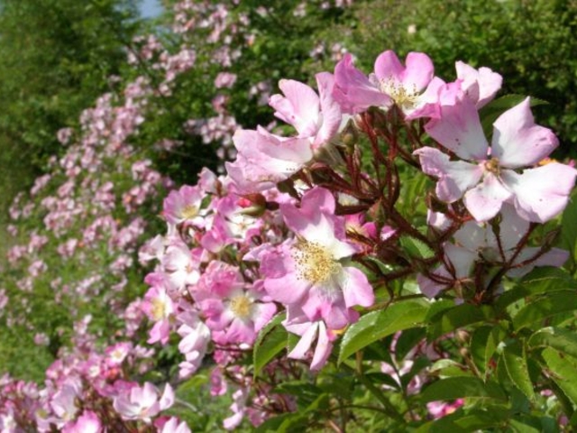 ツクシイバラの写真1