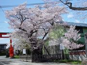 志賀理和気神社(赤石神社)の写真2