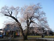 歓喜寺江戸彼岸桜の写真1