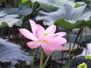 城沼の花ハスの写真1