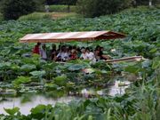 城沼の花ハスの写真2