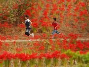 つつじが岡第二公園の彼岸花の写真2