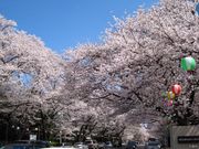 小林牧場の桜花の写真1