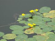 アサザ(水元公園)の写真1
