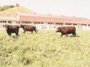 嶺南牧場の写真1