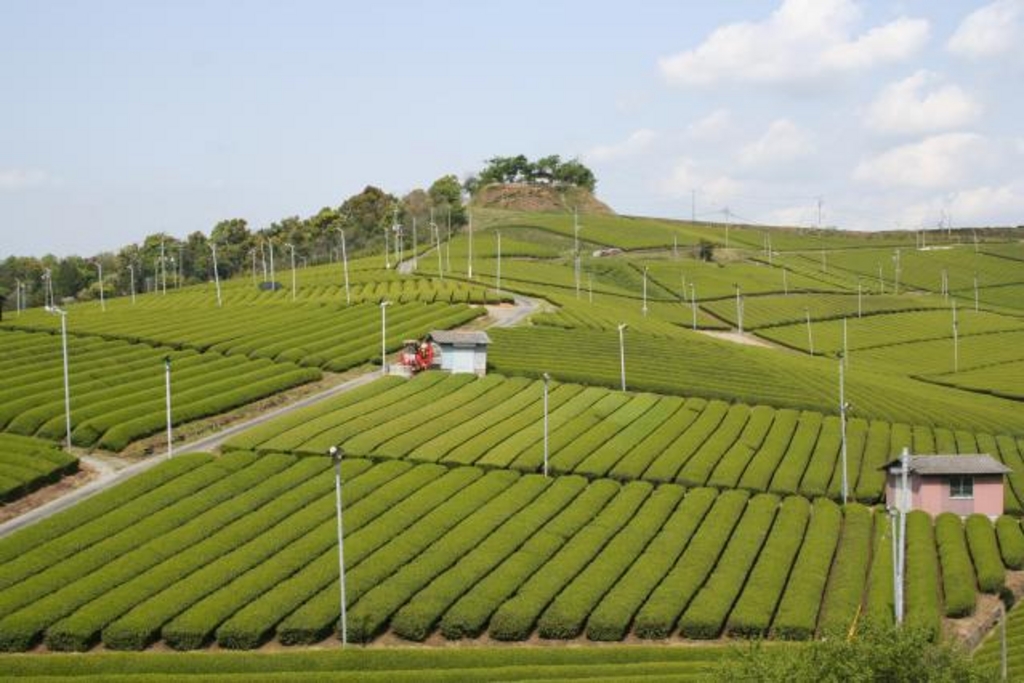八女中央大茶園