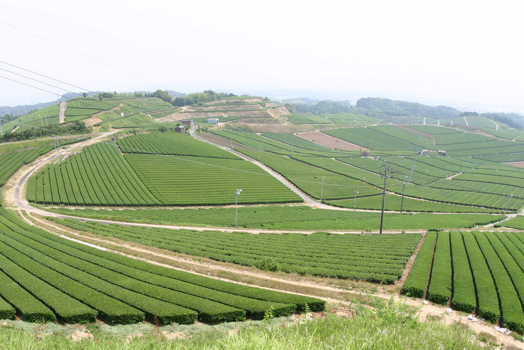 八女中央大茶園
