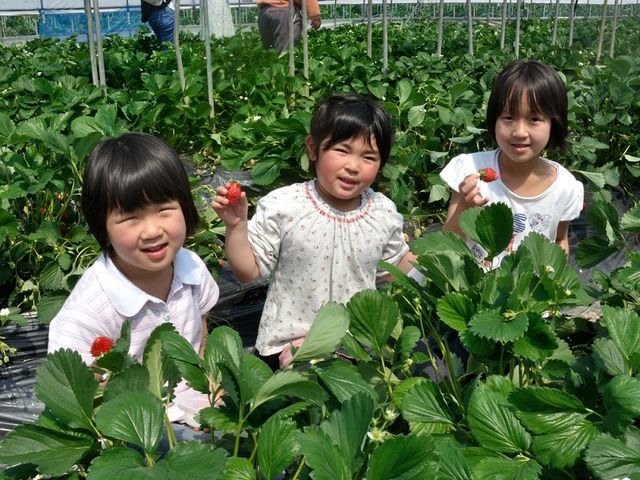 お子さまも甘いイチゴに大満足☆_農業法人 今田平