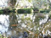 児湯の池の写真2