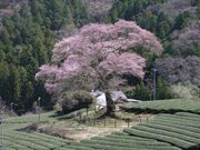 牛代の水目桜の写真1