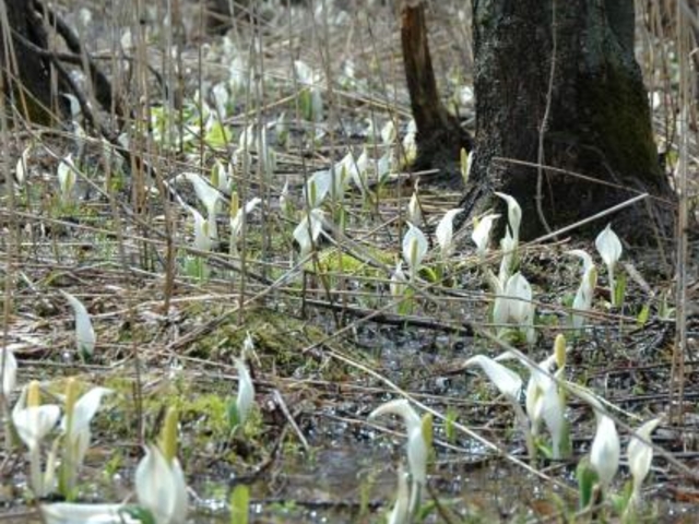 岩沢ミズバショウ群生地の写真1