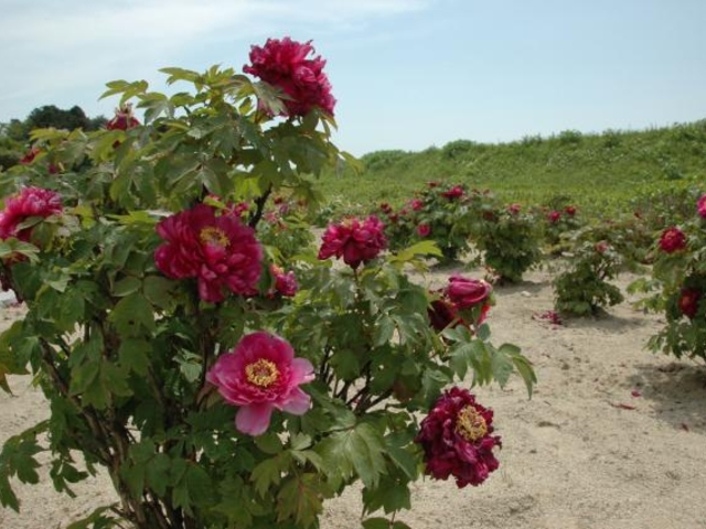 ボタン園の写真1