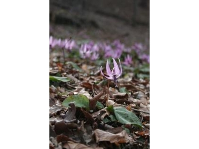 鹿狼山のカタクリの写真1