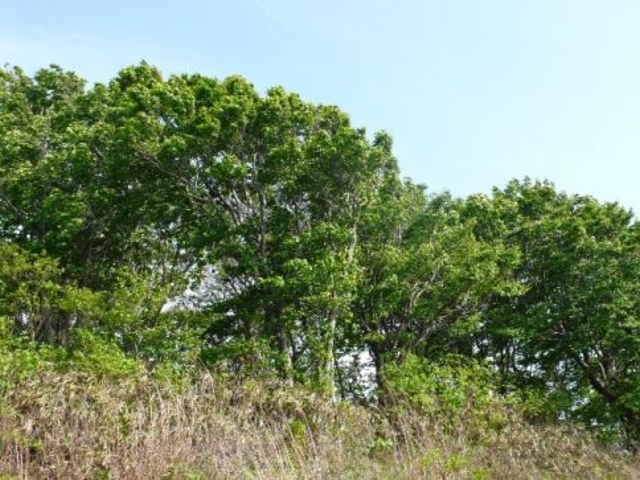 鉢伏山ブナ林の写真1