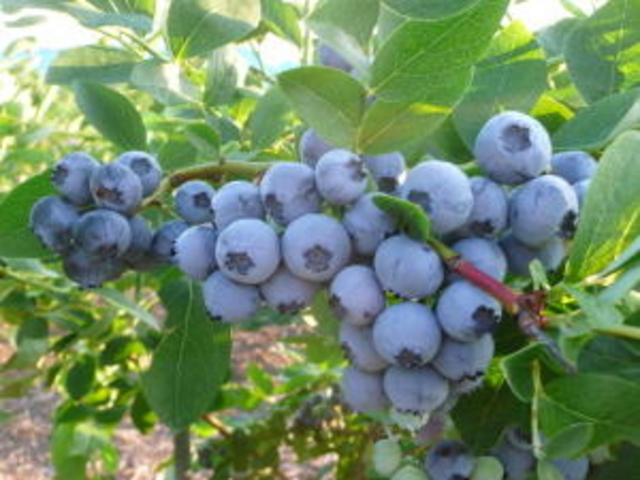 みづきブルーベリーの写真1