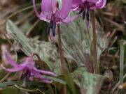 鹿狼山のカタクリの写真2