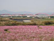 荒川水管橋の写真1