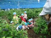 みづきブルーベリーの写真2