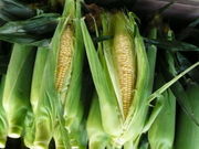 みづきブルーベリーの写真3