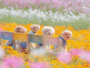 花の駅せらの写真3