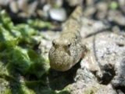 すさき野外博物館の写真3