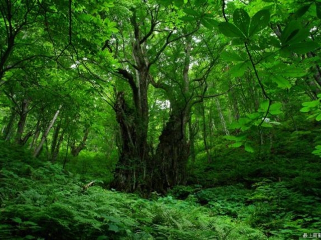 権現山の大カツラの写真1