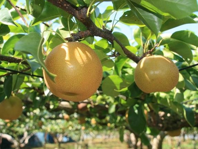 高柳梨園の写真1