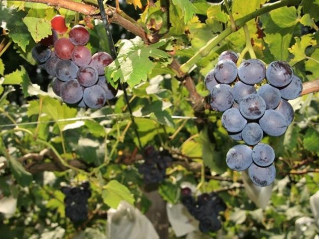 鈴木ぶどう梨園の写真1