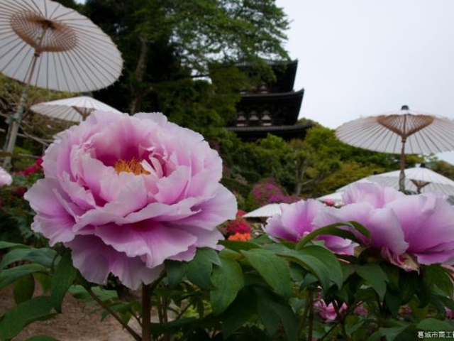 當麻寺護念院庭園の写真1