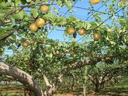 高柳梨園の写真3