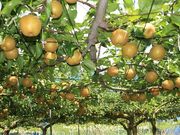 鈴木ぶどう梨園の写真3