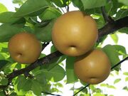 鈴木果樹園の写真2