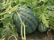 太田農園の写真3