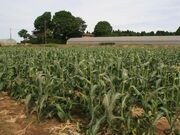 太田農園の写真4