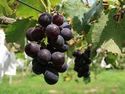 鈴一フルーツ園の写真3