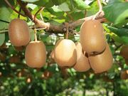 鈴一フルーツ園の写真4